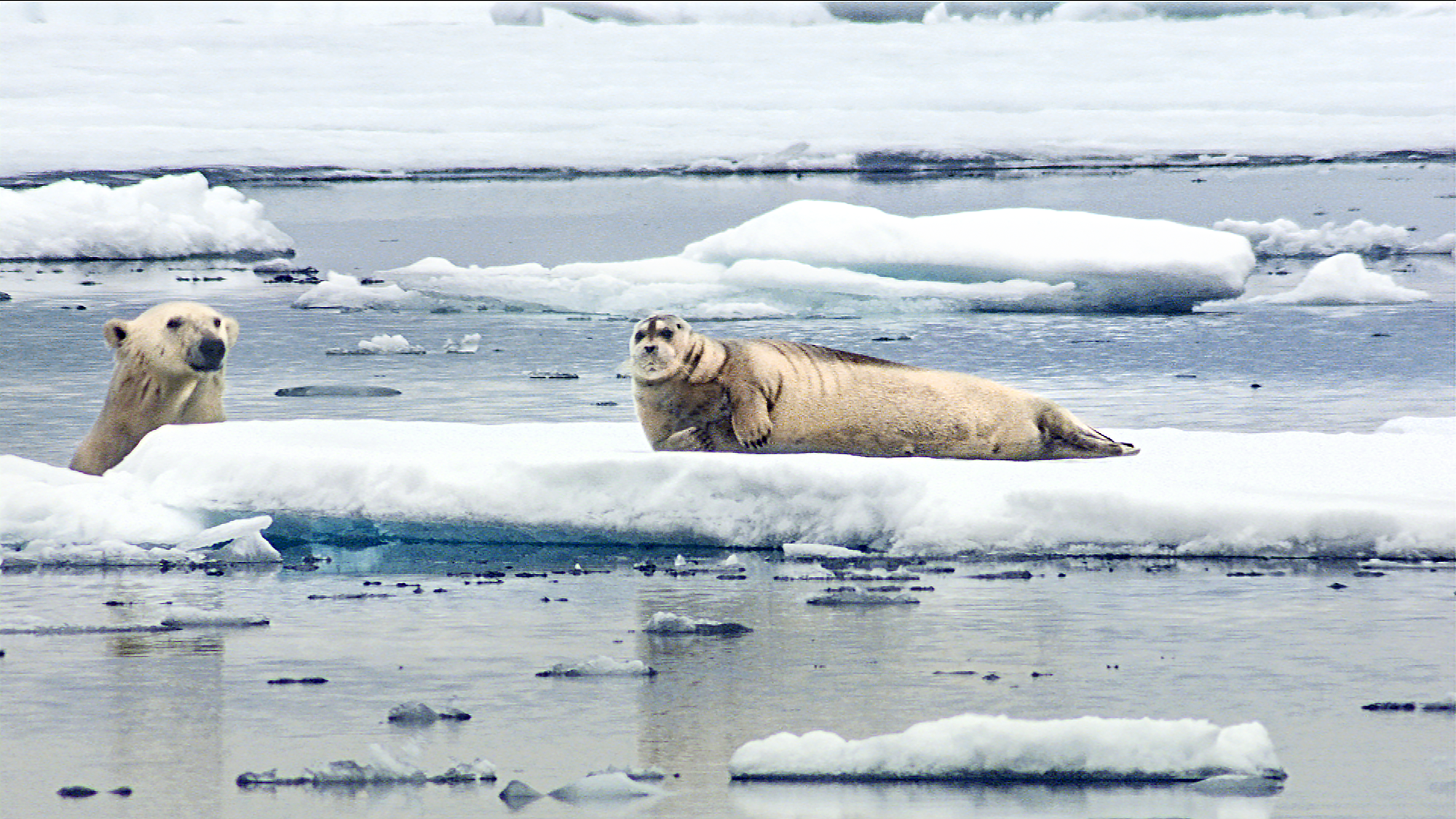 polar bear hunting seal